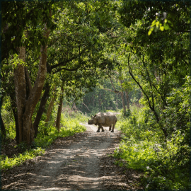 Home 51 Rhino