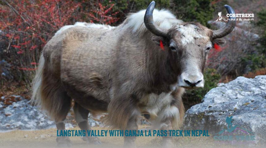 Best Hikes In Asia 10 Langtang Valley With Ganja La Pass Trek